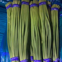 河北邯郸本地红白蒜苔大量现货供应可视频观看