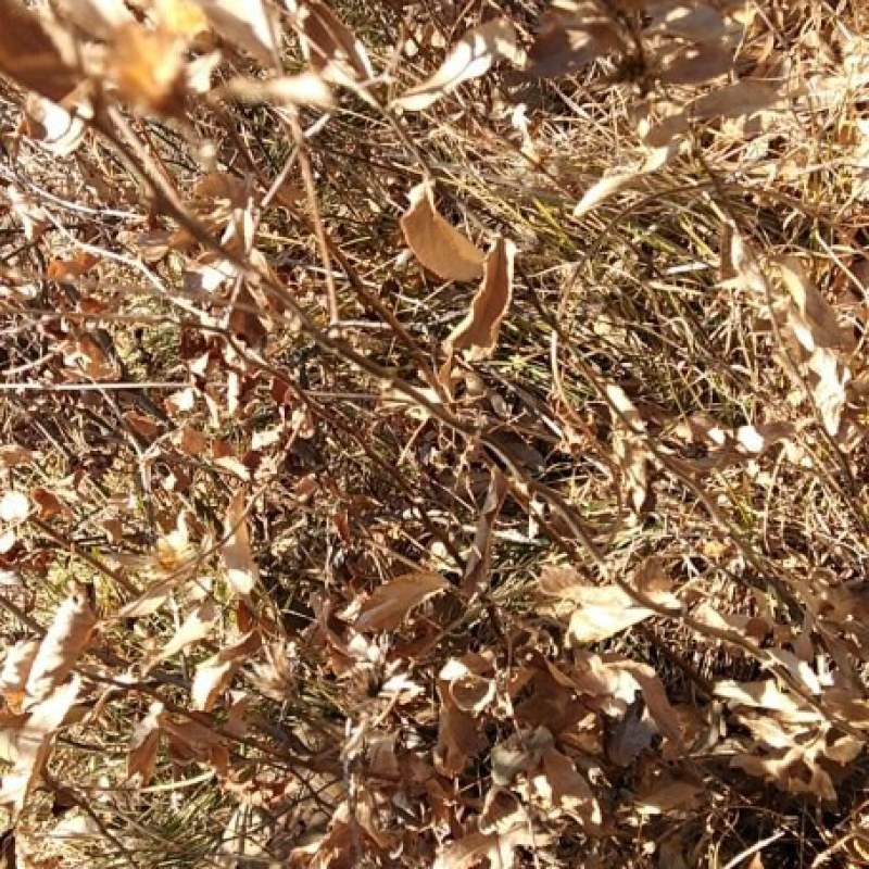 野生苍术
