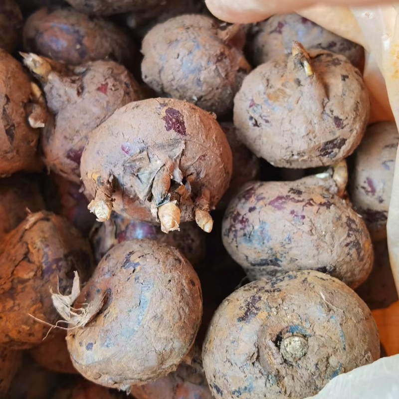 毛马蹄荸荠广西产地货源充足品质保证价格便宜全国发货