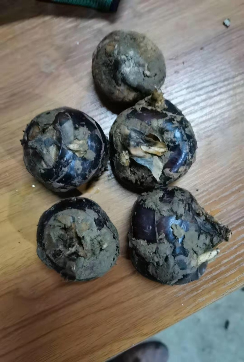 毛马蹄荸荠广西产地货源充足品质保证价格便宜全国发货