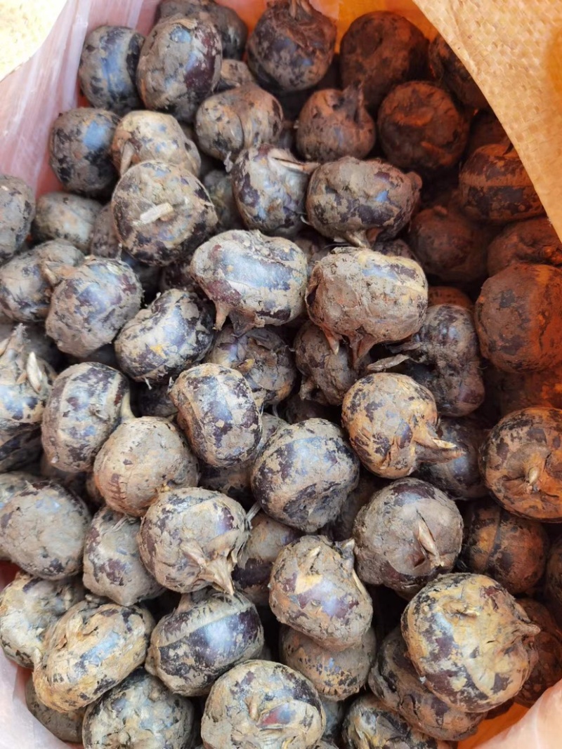 荸荠毛马蹄广西产地货源充足品质保证价格便宜