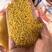 五谷杂粮陕北米脂油小米月子米婴儿米香谷米黄小米