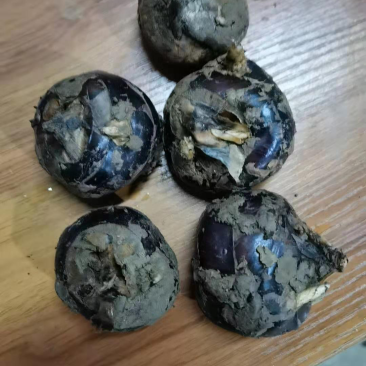荸荠毛马蹄广西产地货源充足品质保证价格便宜