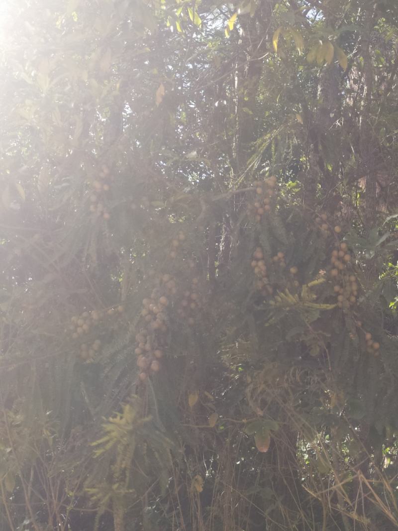 野生滇橄榄，大量供应工厂榨汁货，市场流通货，新鲜采摘发货