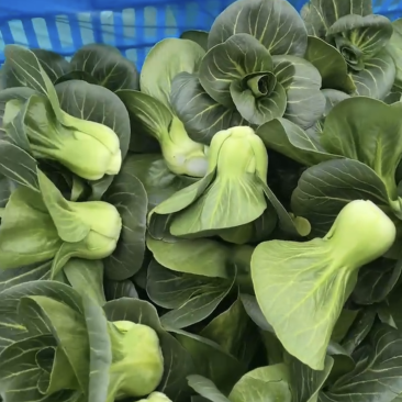 油菜-上海青.上海试种成功规格齐全货源稳定欢迎采购
