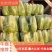 白菜/黄心白菜/山东白菜/北京3号白菜/大白菜/全国发货