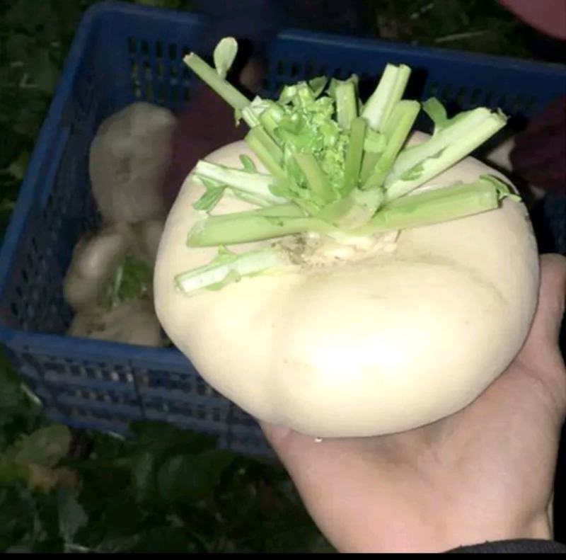 盘菜，品种好，口感脆嫩，