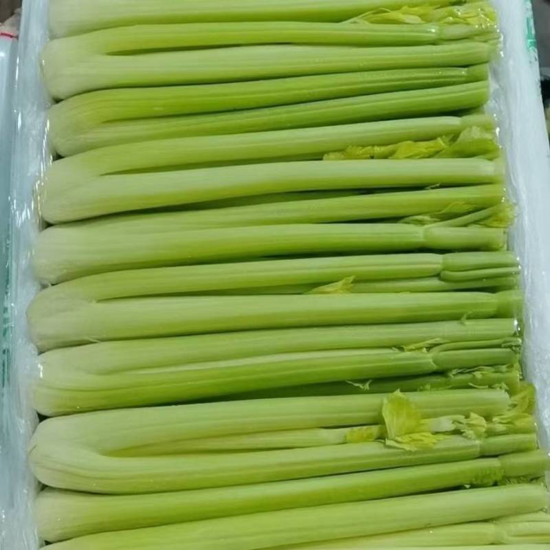 精品西芹，大颗、中颗支持各种包装，质优价廉