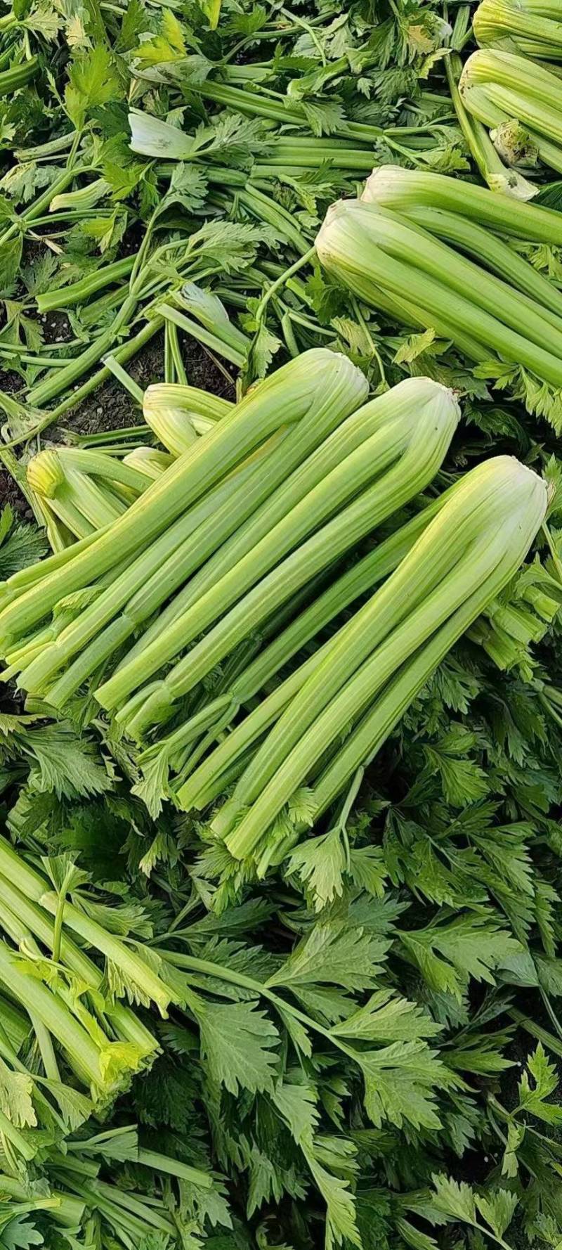 精品西芹，大颗、中颗支持各种包装，质优价廉