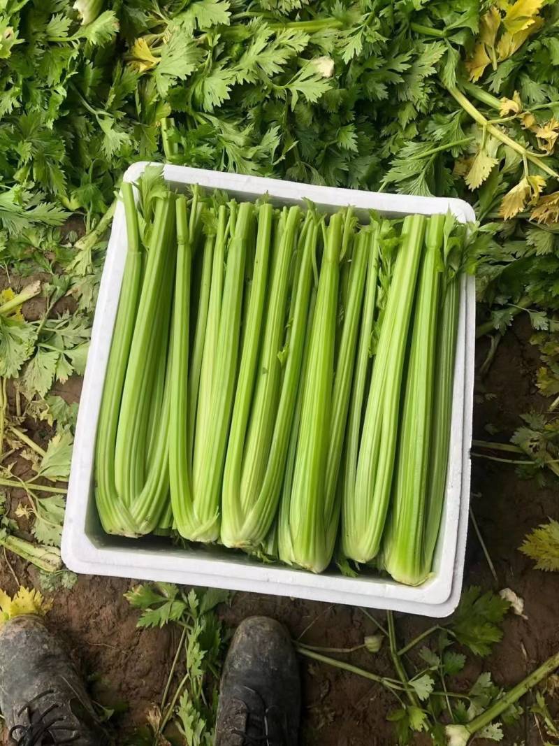 精品西芹，大颗、中颗支持各种包装，质优价廉