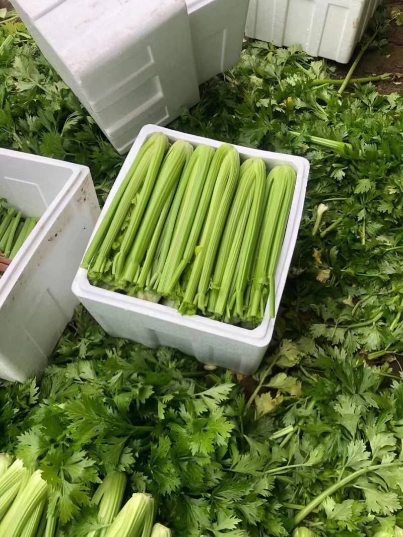 精品西芹，大颗、中颗支持各种包装，质优价廉
