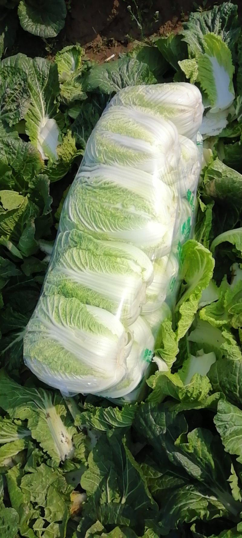 嘉鱼黄心大白菜产地直发湖北矮颗精品大白菜一手货源全国发货