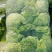 嘉鱼黄心大白菜产地直发湖北矮颗精品大白菜一手货源全国发货