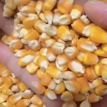 缅甸干玉米可视频畹町/清水河口岸交货