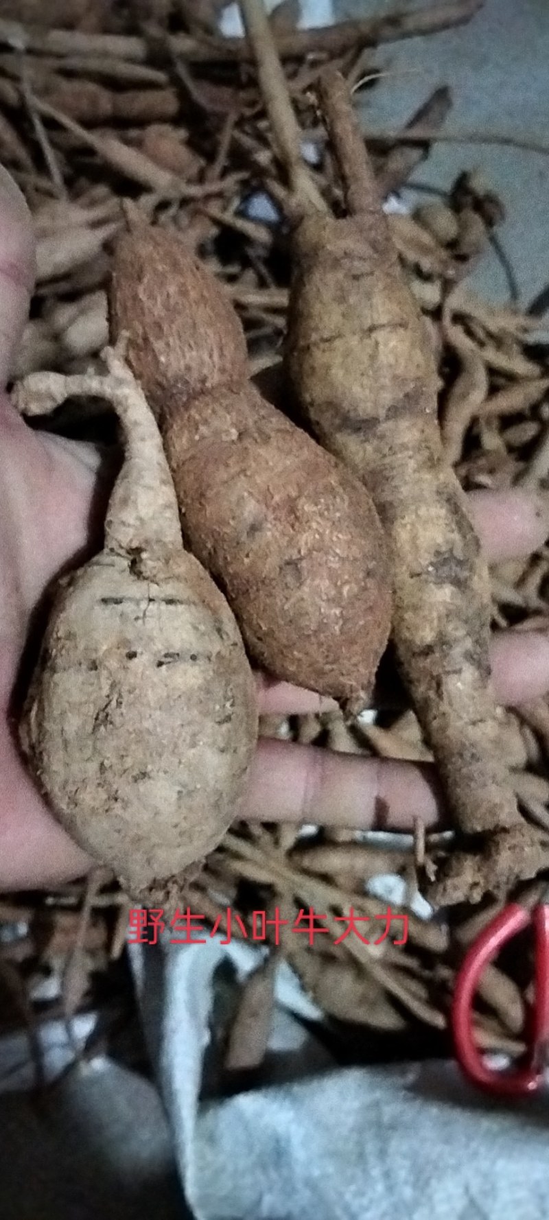 小叶牛大力甘草牛甘甜可口