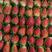 草莓，天仙醉草莓，大量供应中，品质保证欢迎来电