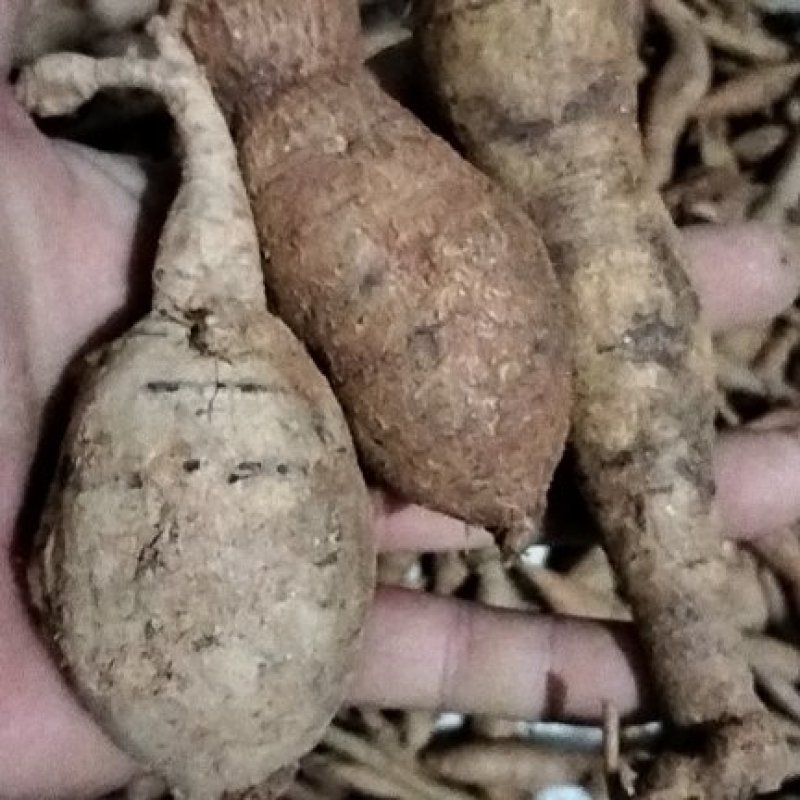 小叶牛大力甘草牛甘甜可口