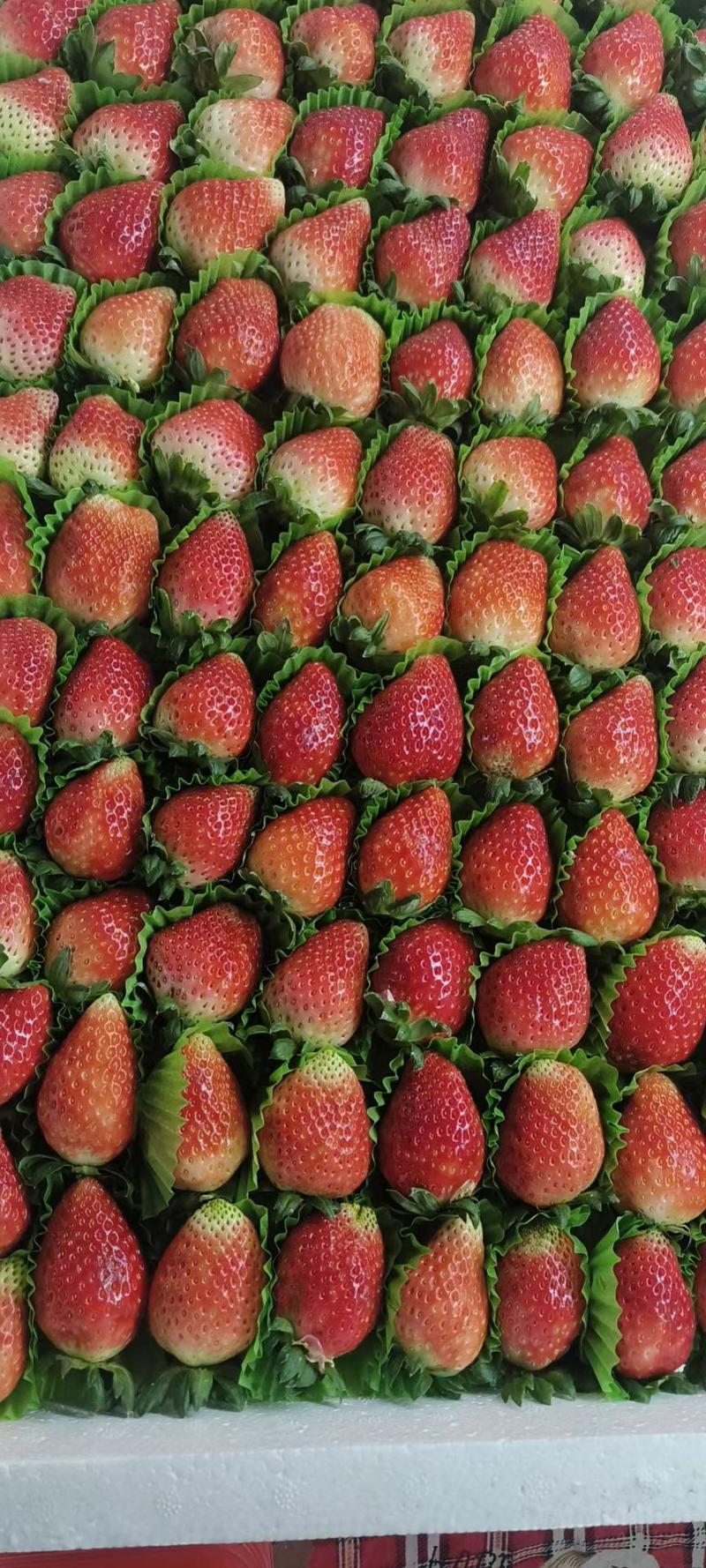草莓，天仙醉草莓，货源充足，保质保量，有需要欢迎咨询