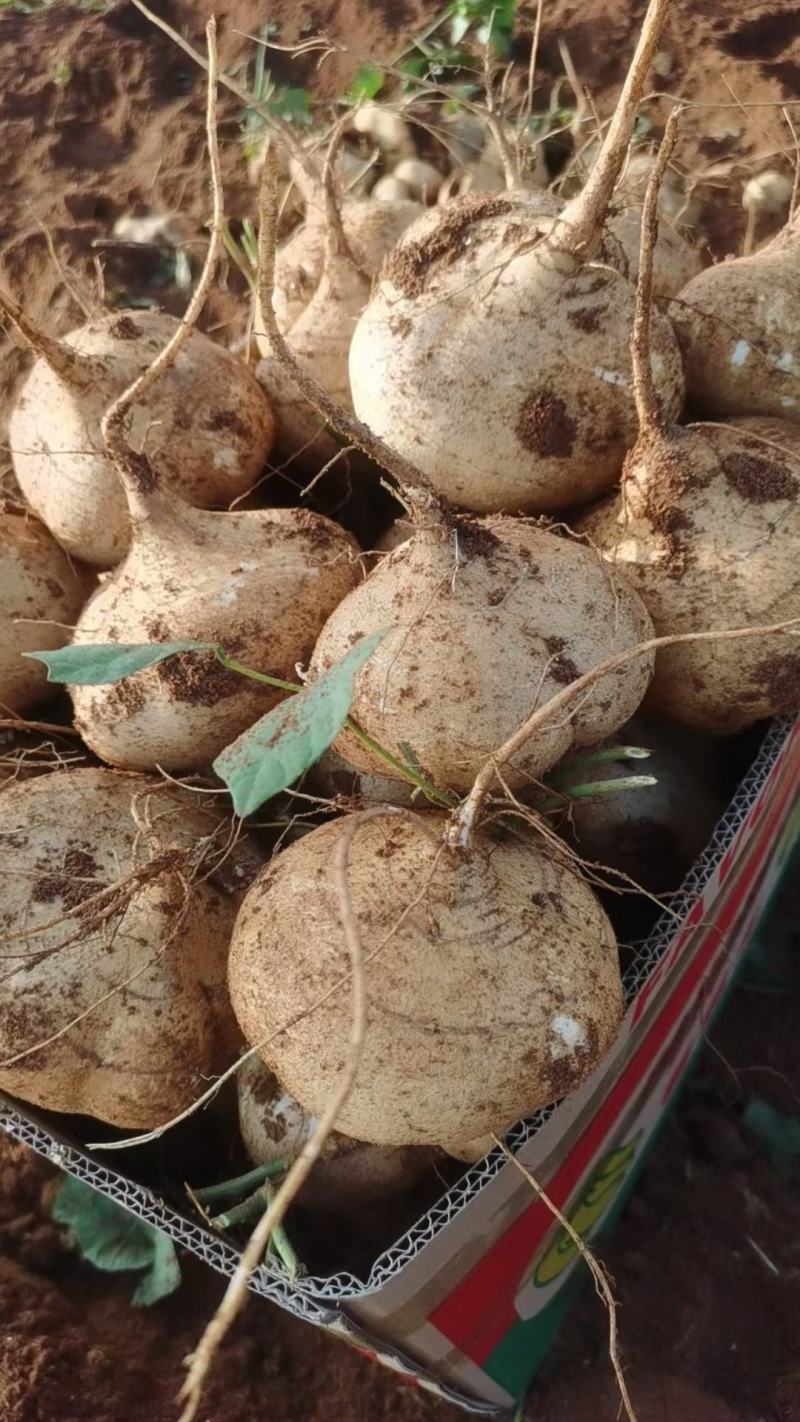 徐闻县地瓜（凉薯）电商，市场批发