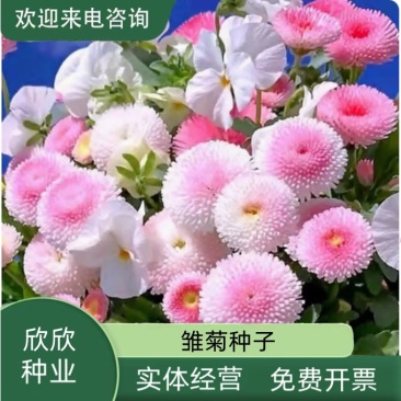 小雏菊花种子混色糖果菊花种籽子乒乓菊易花种四季开花室外花