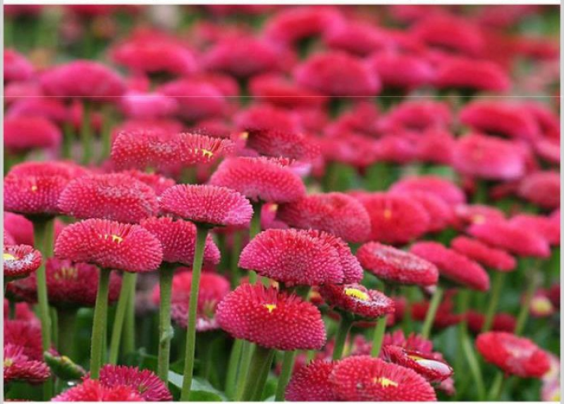 小雏菊花种子混色糖果菊花种籽子乒乓菊易花种四季开花室外花