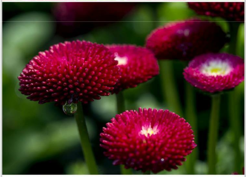 小雏菊花种子混色糖果菊花种籽子乒乓菊易花种四季开花室外花