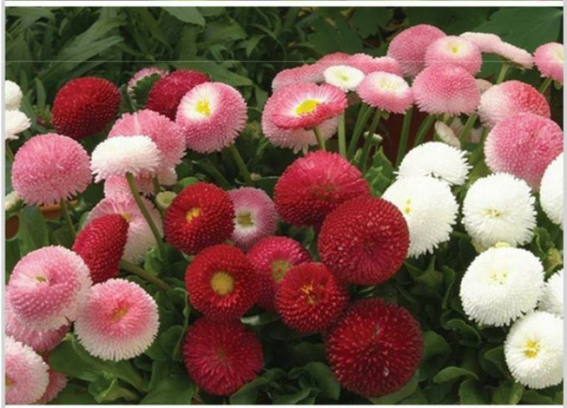 小雏菊花种子混色糖果菊花种籽子乒乓菊易花种四季开花室外花