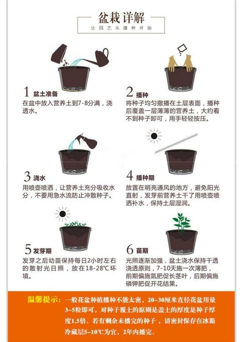 小雏菊花种子混色糖果菊花种籽子乒乓菊易花种四季开花室外花