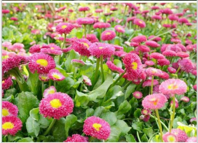 小雏菊花种子混色糖果菊花种籽子乒乓菊易花种四季开花室外花