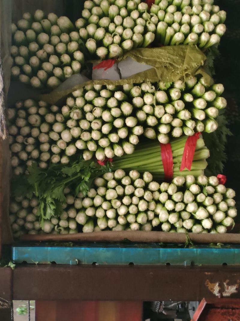 禹城冷棚芹菜西芹大量现货，量大质优价格优惠欢迎采购