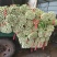 禹城冷棚芹菜西芹大量现货，量大质优价格优惠欢迎采购
