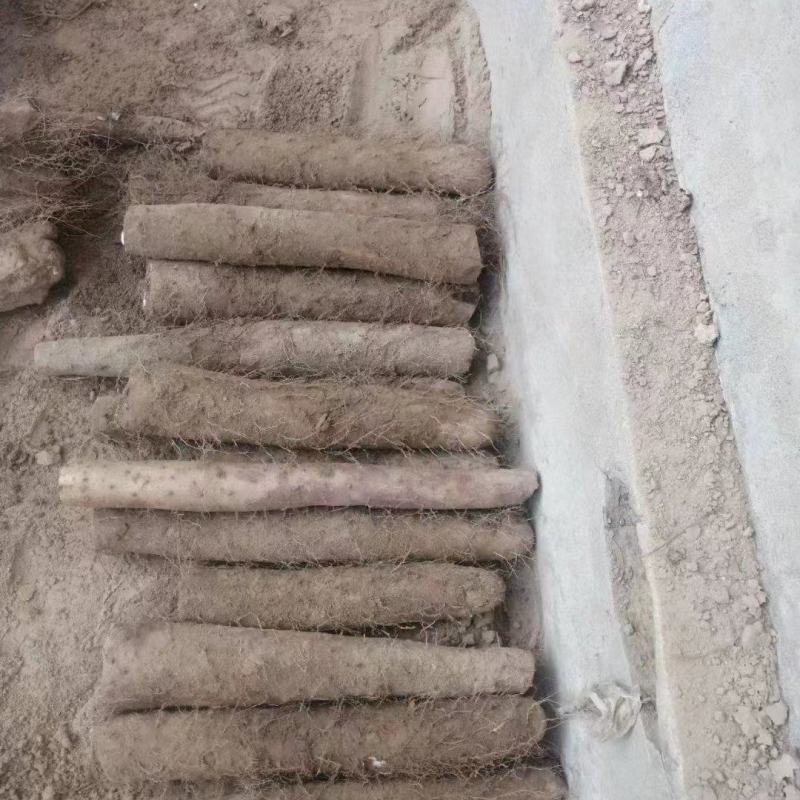 精品山药咕噜电商货赶集货无裂缝粗咕噜