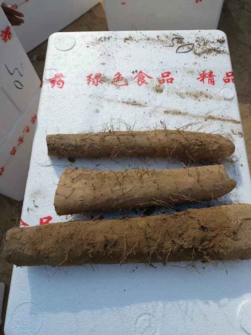 精品山药咕噜电商货赶集货无裂缝粗咕噜