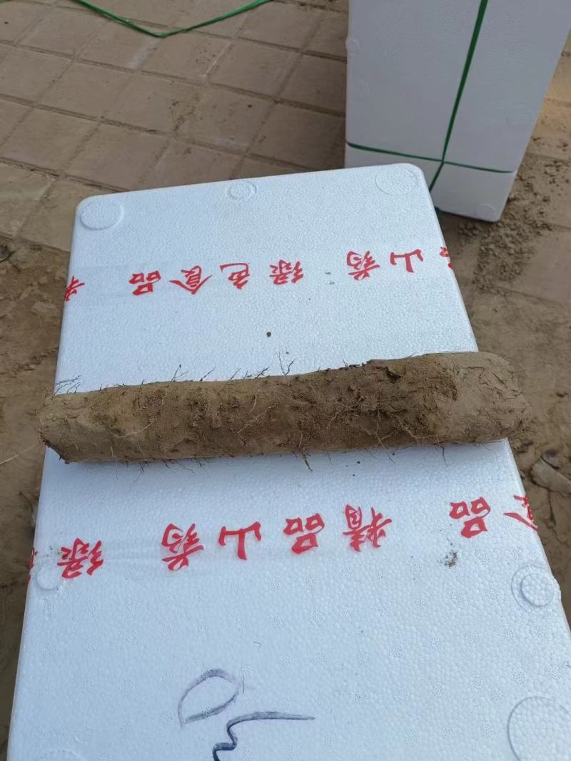 精品山药咕噜电商货赶集货无裂缝粗咕噜