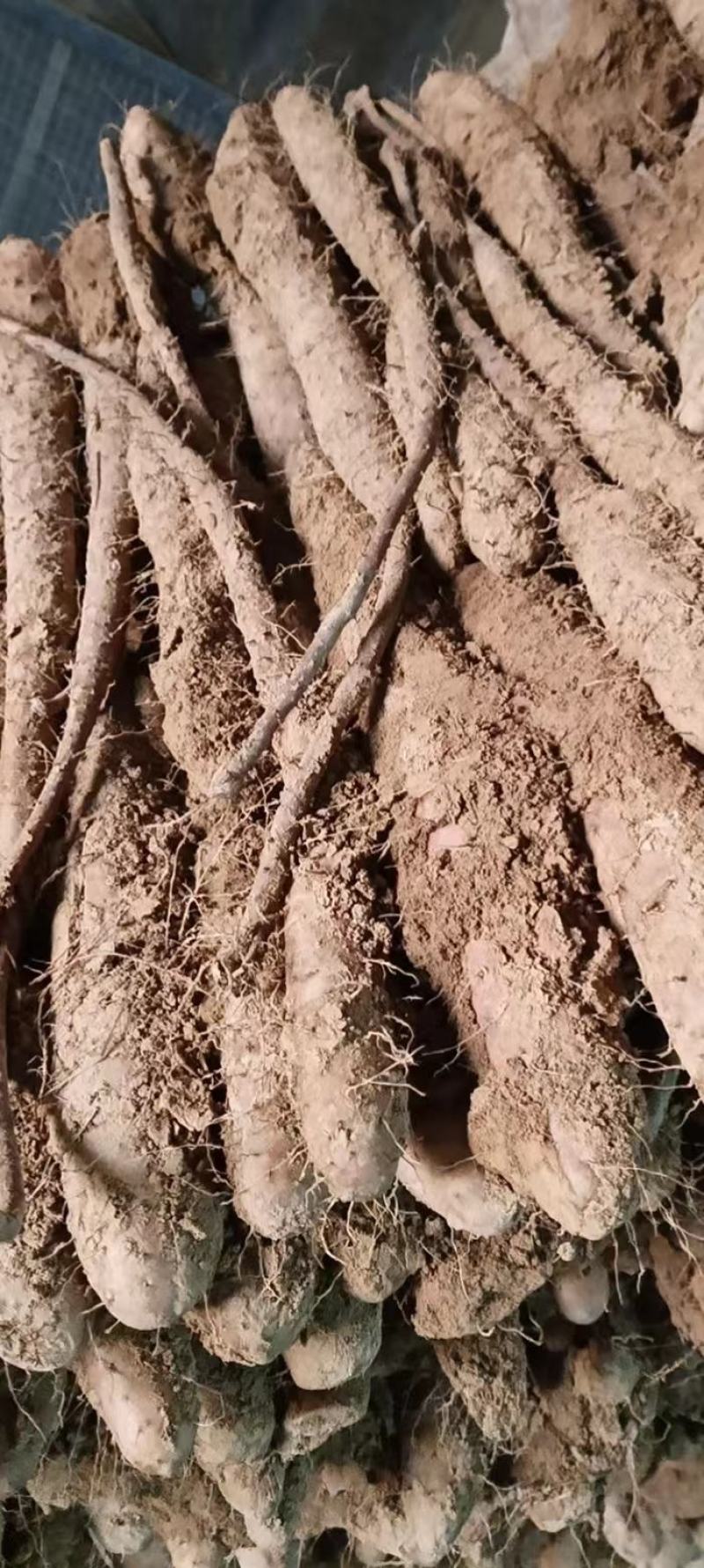 精品山药咕噜电商货赶集货无裂缝粗咕噜