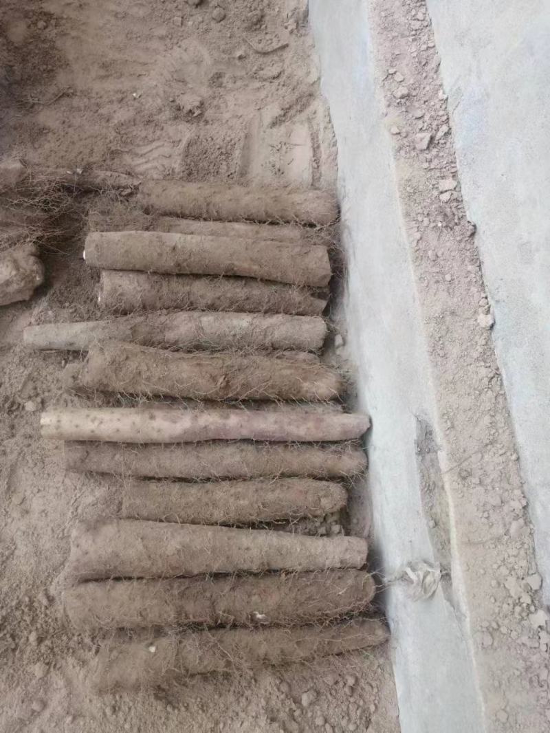精品山药咕噜电商货赶集货无裂缝粗咕噜