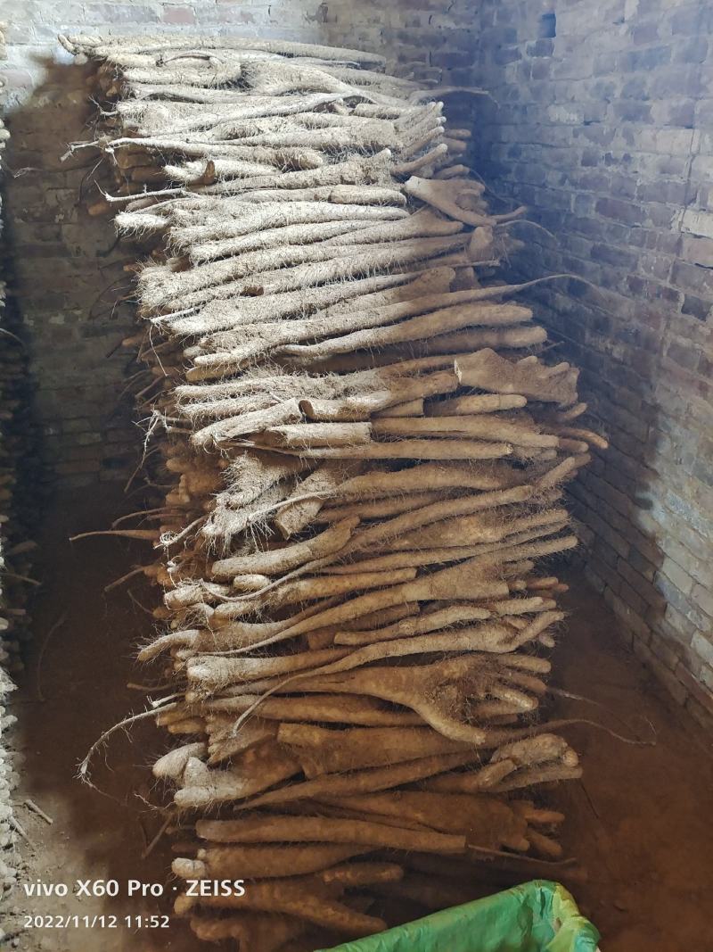 精品山药咕噜电商货赶集货无裂缝粗咕噜