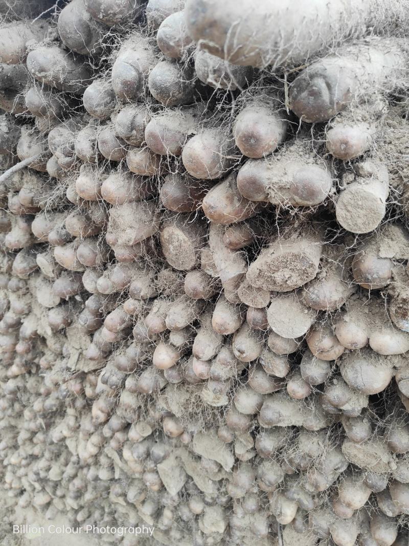 精品山药咕噜电商货赶集货无裂缝粗咕噜