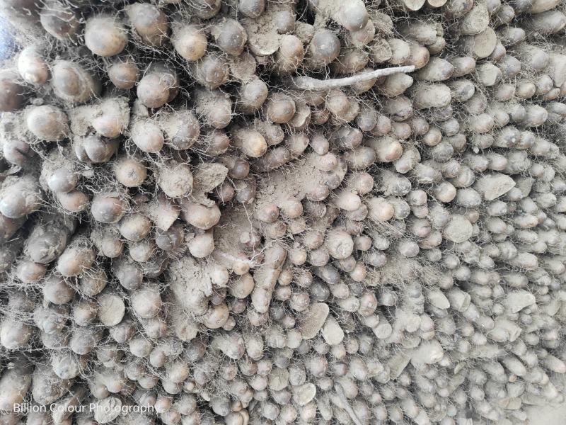 精品山药咕噜电商货赶集货无裂缝粗咕噜
