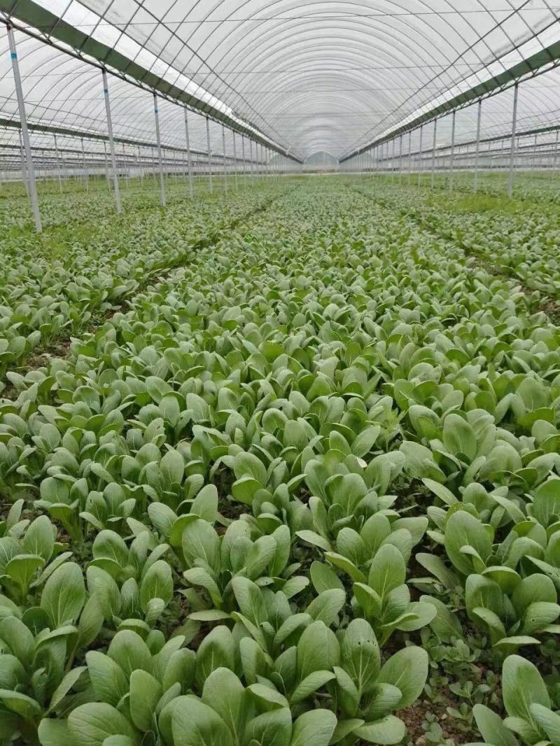 德赛春优耐寒青梗菜种子一代杂交越冬抗寒青菜种子油绿抗病