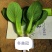 冬美冠一代杂交越冬耐寒青梗菜种子叶色油绿耐抽苔青菜种子