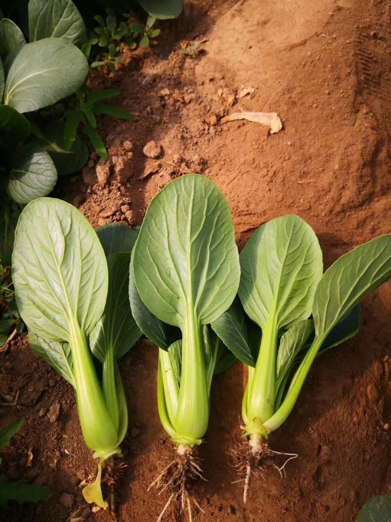 冬美冠一代杂交越冬耐寒青梗菜种子叶色油绿耐抽苔青菜种子
