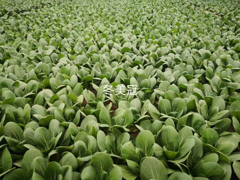冬美冠一代杂交越冬耐寒青梗菜种子叶色油绿耐抽苔青菜种子
