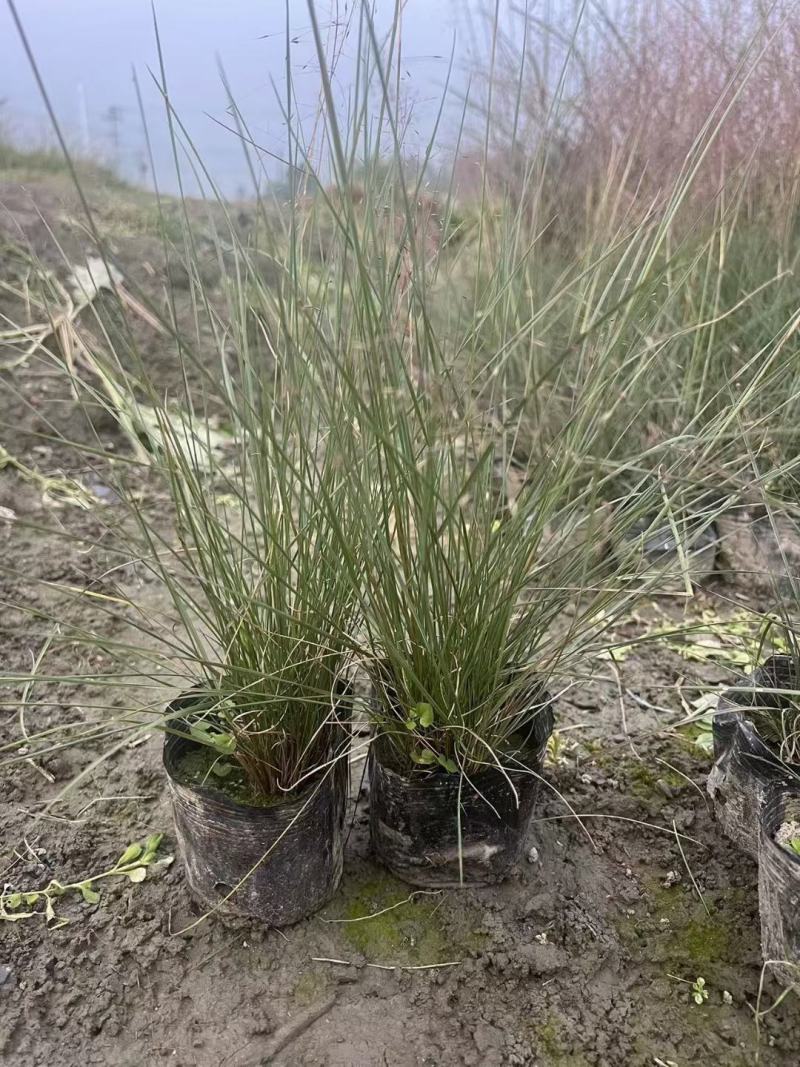 粉黛乱子草，本苗圃大量出售各规格品种，欢迎大家前来选购