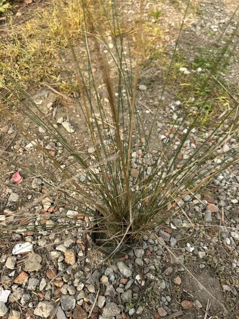 粉黛乱子草，本苗圃大量出售各规格品种，欢迎大家前来选购