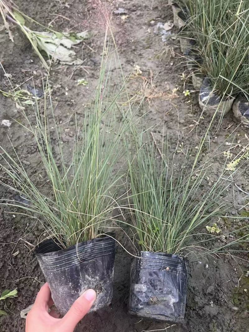 粉黛乱子草，本苗圃大量出售各规格品种，欢迎大家前来选购