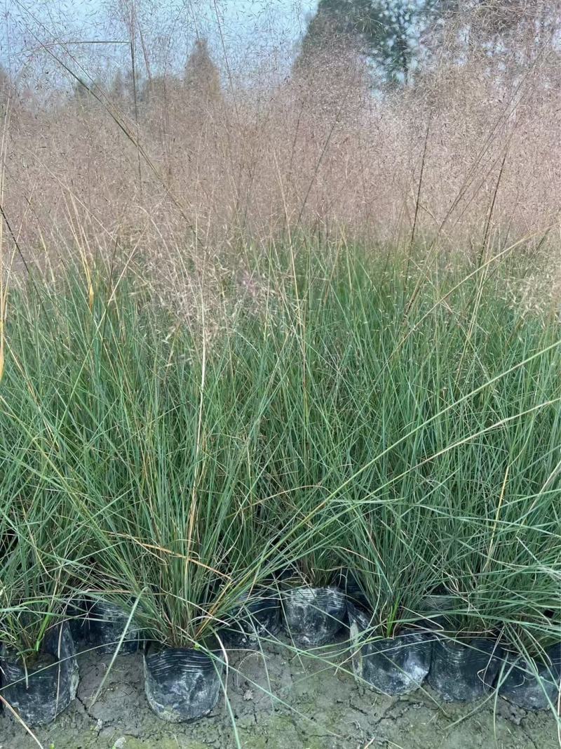 粉黛乱子草，本苗圃大量出售各规格品种，欢迎大家前来选购