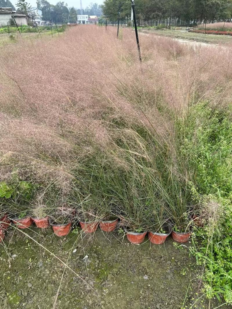 粉黛乱子草，本苗圃大量出售各规格品种，欢迎大家前来选购
