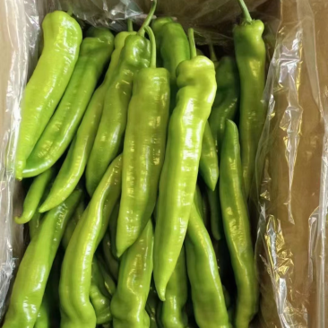 精品尖椒优质辣椒大量上市，全国发货现摘现发欢迎下单