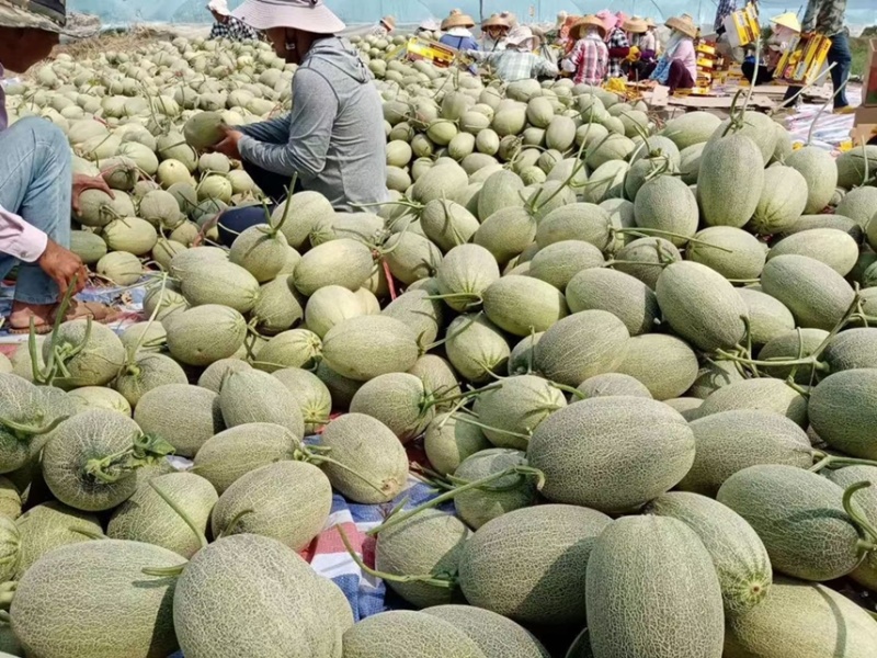 海南小蜜25号精品哈密瓜